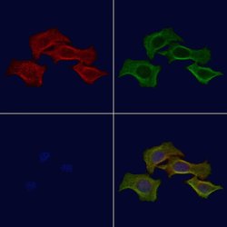 Invitrogen Phospho-PSD93 (Tyr348) Polyclonal Antibody 100 &mu;L; Unconjugated:Antibodies,