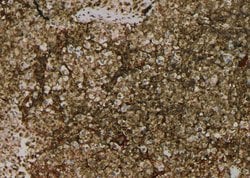 Invitrogen Phospho-PSD93 (Tyr348) Polyclonal Antibody 100 &mu;L; Unconjugated:Antibodies,