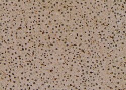Invitrogen Phospho-PSD93 (Tyr348) Polyclonal Antibody 100 &mu;L; Unconjugated:Antibodies,