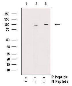 Invitrogen Phospho-PSD93 (Tyr348) Polyclonal Antibody 100 &mu;L; Unconjugated:Antibodies,