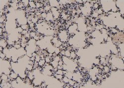 Invitrogen Phospho-C/EBP epsilon (Ser181) Polyclonal Antibody 100 &mu;L;