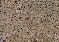 Phospho-EZH2 (Thr487) Polyclonal Antibody:Antibodies, Polyclonal