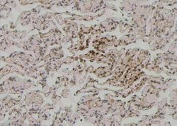 Invitrogen Phospho-Zyxin (Ser143) Polyclonal Antibody 100 &mu;L; Unconjugated:Antibodies,