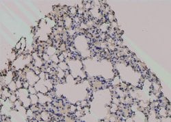 Invitrogen Phospho-Zyxin (Ser143) Polyclonal Antibody 100 &mu;L; Unconjugated:Antibodies,