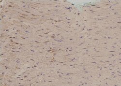 Invitrogen Phospho-Zyxin (Ser143) Polyclonal Antibody 100 &mu;L; Unconjugated:Antibodies,