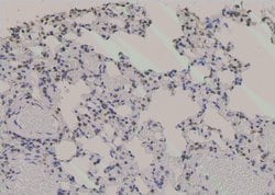Invitrogen Phospho-Zyxin (Ser143) Polyclonal Antibody 100 &mu;L; Unconjugated:Antibodies,
