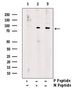 Invitrogen Phospho-Zyxin (Ser143) Polyclonal Antibody 100 &mu;L; Unconjugated:Antibodies,