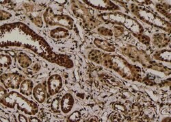 Invitrogen Phospho-Nrf2 (Ser344) Polyclonal Antibody 100 &mu;L; Unconjugated:Antibodies,