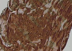 Invitrogen Phospho-Nrf2 (Ser344) Polyclonal Antibody 100 &mu;L; Unconjugated:Antibodies,