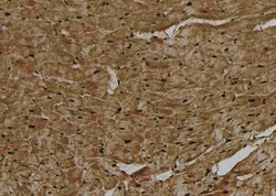 Invitrogen Phospho-Nrf2 (Ser344) Polyclonal Antibody 100 &mu;L; Unconjugated:Antibodies,