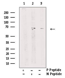Invitrogen Phospho-Nrf2 (Ser344) Polyclonal Antibody 100 &mu;L; Unconjugated:Antibodies,