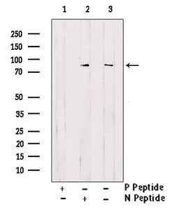 Invitrogen Phospho-ERK3 (Ser189) Polyclonal Antibody 100 &mu;L; Unconjugated:Antibodies,