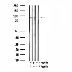 Invitrogen Phospho-ERK3 (Ser189) Polyclonal Antibody 100 &mu;L; Unconjugated:Antibodies,