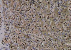 Invitrogen Phospho-TBC1D1 (Ser627) Polyclonal Antibody 100 &mu;L; Unconjugated:Antibodies,