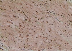 Invitrogen Phospho-TBC1D1 (Ser627) Polyclonal Antibody 100 &mu;L; Unconjugated:Antibodies,