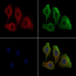 Invitrogen Phospho-FADD (Ser41) Polyclonal Antibody 100 μL; Unconjugated:Antibodies,