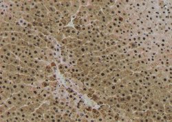 Invitrogen Phospho-RICTOR (Ser1591) Polyclonal Antibody 100 &mu;L; Unconjugated:Antibodies,