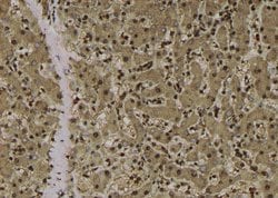 Invitrogen Phospho-ATG14 (Thr429) Polyclonal Antibody 100 &mu;L; Unconjugated:Antibodies,