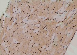 Invitrogen Phospho-ATG14 (Thr429) Polyclonal Antibody 100 &mu;L; Unconjugated:Antibodies,