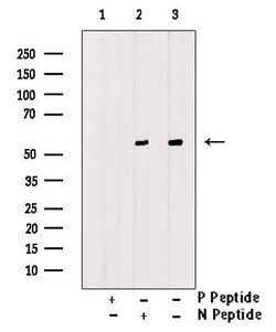 Invitrogen Phospho-ATG14 (Thr429) Polyclonal Antibody 100 &mu;L; Unconjugated:Antibodies,