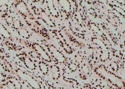 Invitrogen Phospho-MOB4A (Tyr26) Polyclonal Antibody 100 &mu;L; Unconjugated:Antibodies,