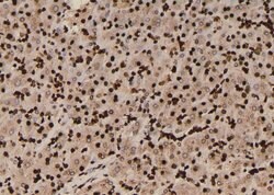 Invitrogen Phospho-MOB4A (Tyr26) Polyclonal Antibody 100 &mu;L; Unconjugated:Antibodies,