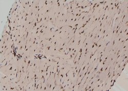 Invitrogen Phospho-MOB4A (Tyr26) Polyclonal Antibody 100 &mu;L; Unconjugated:Antibodies,