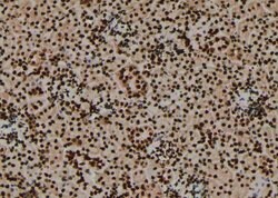 Invitrogen Phospho-MOB4A (Tyr26) Polyclonal Antibody 100 &mu;L; Unconjugated:Antibodies,