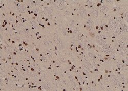 Invitrogen Phospho-MOB4A (Tyr26) Polyclonal Antibody 100 &mu;L; Unconjugated:Antibodies,