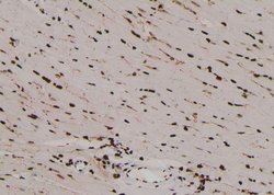 Invitrogen Phospho-MOB4A (Tyr26) Polyclonal Antibody 100 &mu;L; Unconjugated:Antibodies,