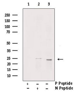 Invitrogen Phospho-MOB4A (Tyr26) Polyclonal Antibody 100 &mu;L; Unconjugated:Antibodies,