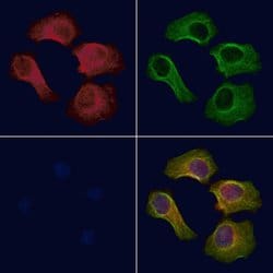 Invitrogen Phospho-STING (Ser366) Polyclonal Antibody 100 &mu;L; Unconjugated:Antibodies,