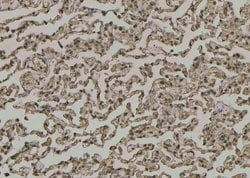 Invitrogen Phospho-STING (Ser366) Polyclonal Antibody 100 &mu;L; Unconjugated:Antibodies,