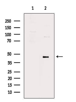 Invitrogen Phospho-STING (Ser366) Polyclonal Antibody 100 &mu;L; Unconjugated:Antibodies,