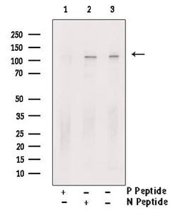 Phospho-KSR1 (Ser569) Polyclonal Antibody:Antibodies, Polyclonal