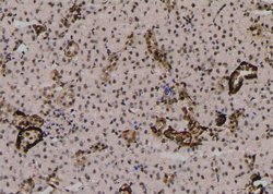 Invitrogen Phospho-MLKL (Ser125) Polyclonal Antibody 100 &mu;L; Unconjugated:Antibodies,