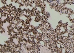 Invitrogen Phospho-MLKL (Ser125) Polyclonal Antibody 100 &mu;L; Unconjugated:Antibodies,