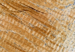 Invitrogen Phospho-MLKL (Ser358) Polyclonal Antibody 100 &mu;L; Unconjugated:Antibodies,