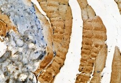 Invitrogen Phospho-MLKL (Ser358) Polyclonal Antibody 100 &mu;L; Unconjugated:Antibodies,