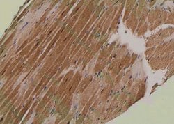 Invitrogen Phospho-MLKL (Ser358) Polyclonal Antibody 100 &mu;L; Unconjugated:Antibodies,