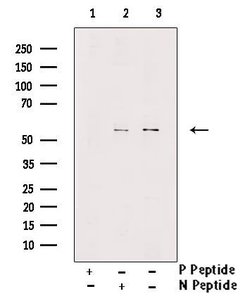 Invitrogen Phospho-MLKL (Ser358) Polyclonal Antibody 100 &mu;L; Unconjugated:Antibodies,