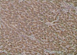 Invitrogen Phospho-VPS34 (Ser244, Ser249) Polyclonal Antibody 100 &mu;L;