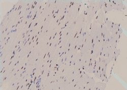 Invitrogen Phospho-REPS1 (Ser272) Polyclonal Antibody 100 &mu;L; Unconjugated:Antibodies,