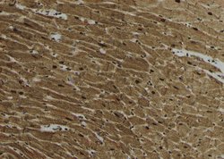 Invitrogen Phospho-REPS1 (Ser272) Polyclonal Antibody 100 &mu;L; Unconjugated:Antibodies,