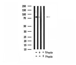 Invitrogen Phospho-REPS1 (Ser272) Polyclonal Antibody 100 &mu;L; Unconjugated:Antibodies,