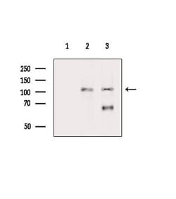 Invitrogen Phospho-NEDD4L (Ser479) Polyclonal Antibody 100 &mu;L; Unconjugated:Antibodies,