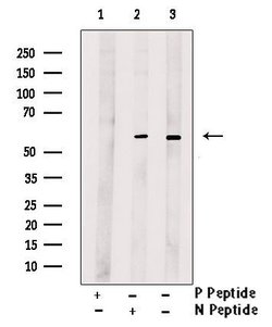 Invitrogen Phospho-MAPKAP1 (Ser510) Polyclonal Antibody 100 μL; Unconjugated:Antibodies,