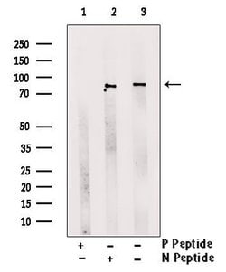 Invitrogen Phospho-TACC3 (Tyr560) Polyclonal Antibody 100 &mu;L; Unconjugated:Antibodies,