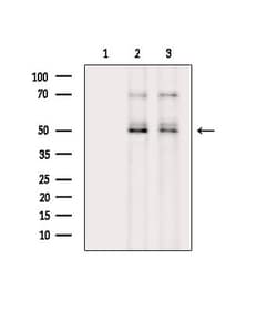 Invitrogen Phospho-Cdc20 (Thr70) Polyclonal Antibody 100 &mu;L; Unconjugated:Antibodies,
