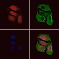 Invitrogen Phospho-GLI1 (Thr1074) Polyclonal Antibody 100 &mu;L; Unconjugated:Antibodies,
